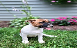 Rat Terrier dogs for sale: Bella - Image 5