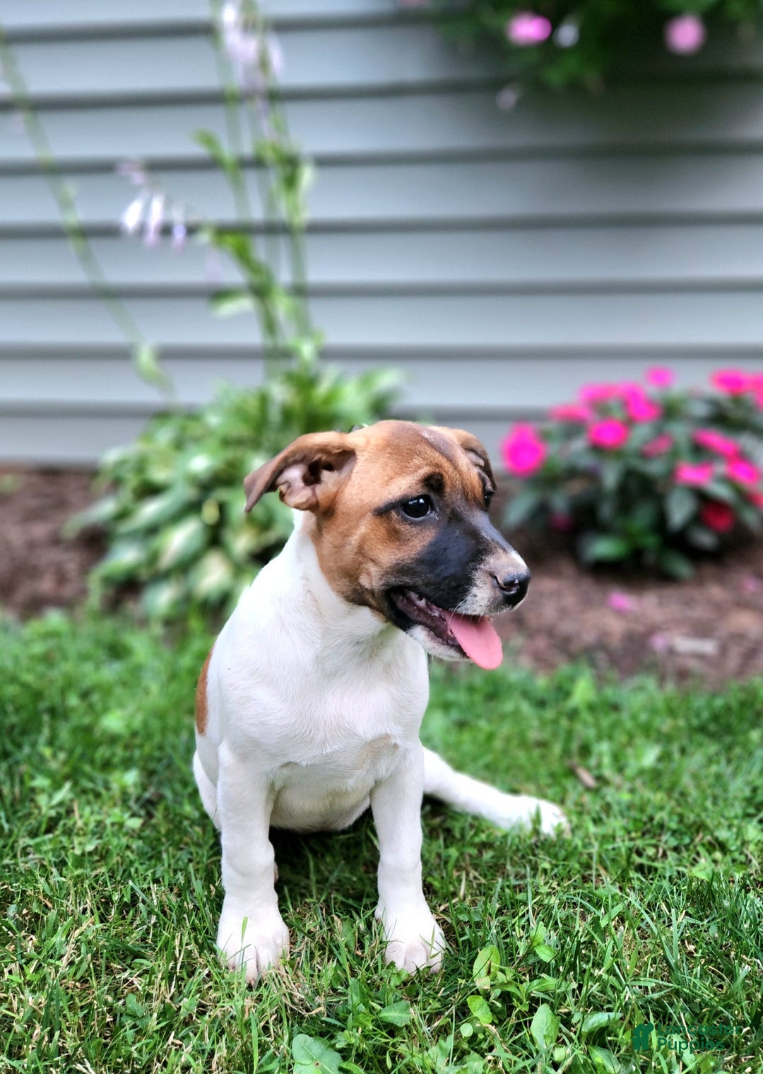 Rat Terrier dogs for sale: Bella - Image 5