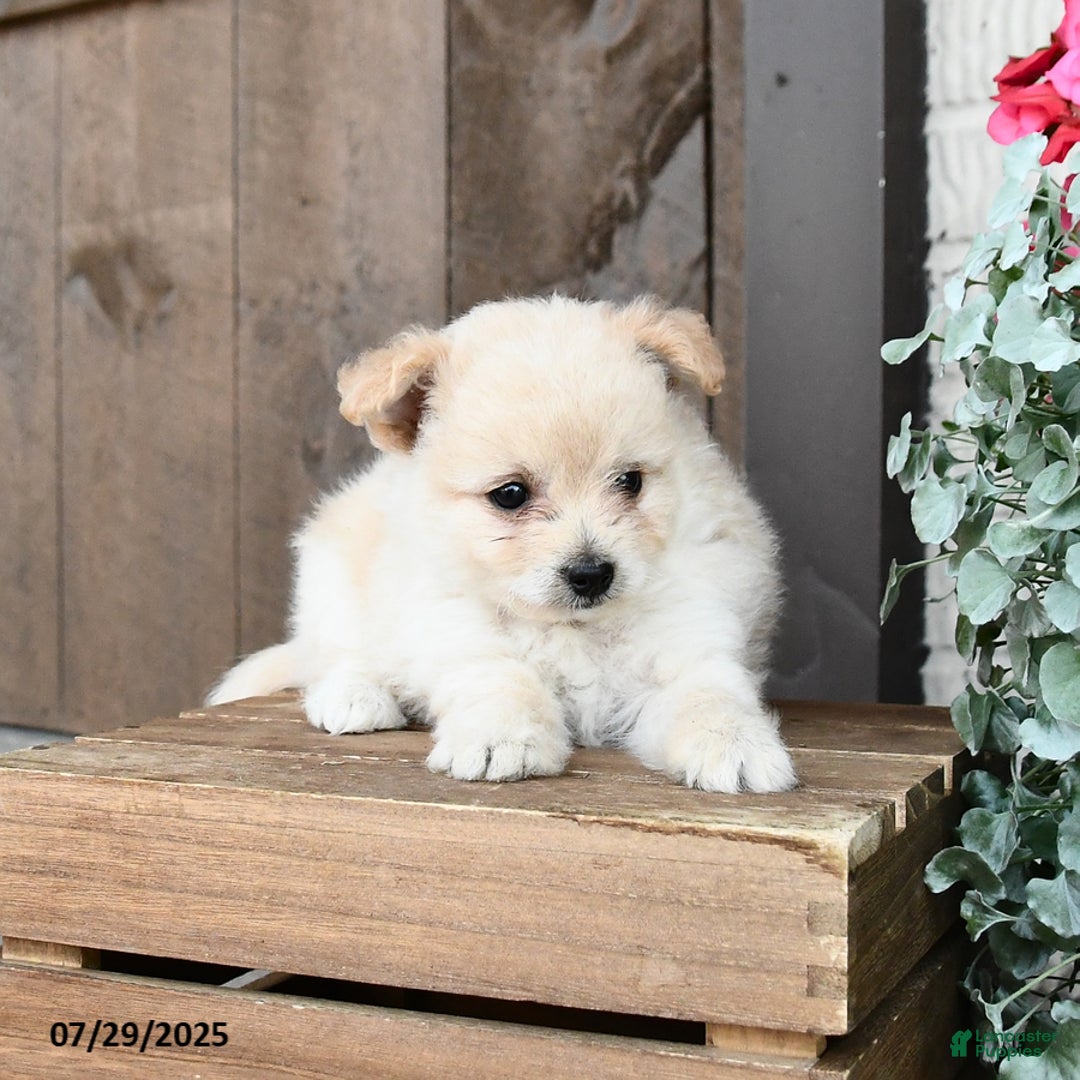 Pomapoo dogs for sale: Rascal - Image 2