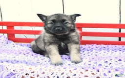 Norwegian Elkhound dogs for sale: Lilly - Image 2