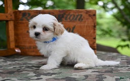 Shih Tzu dogs for sale: Rambo - Image 1