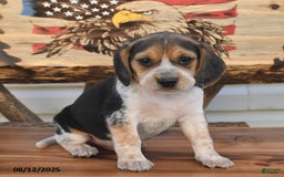 Beagle dogs for sale: Benny - Image 5