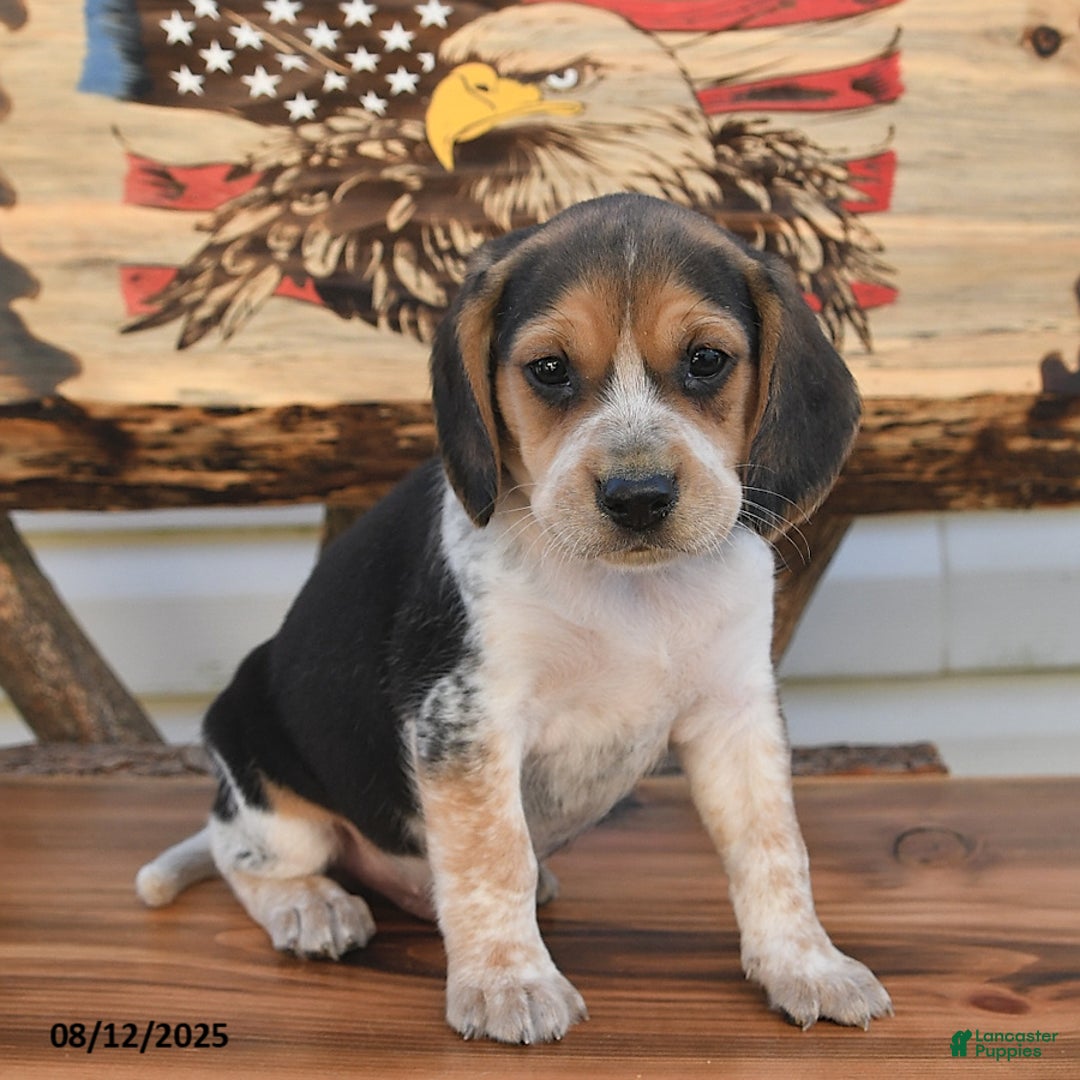 Beagle dogs for sale: Benny - Image 5