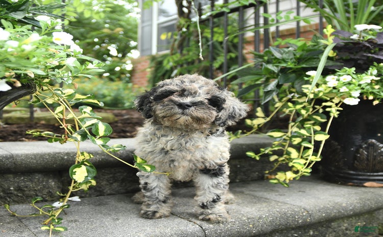 Cavapoo dogs for sale - Ad 2