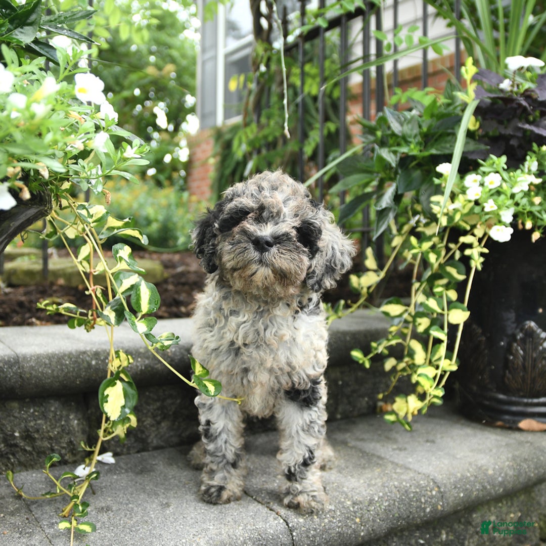 Cavapoo dogs for sale: Rosie - Image 1