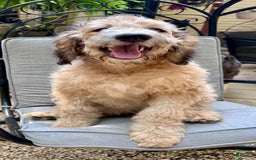 Bernedoodle dogs for sale: F1b Standard Bernedoodle - Image 5