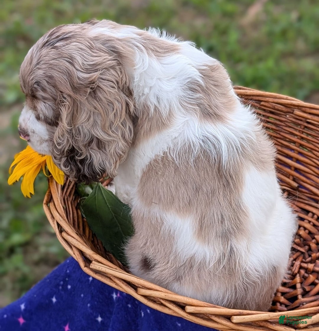 Cocker Spaniel dogs for sale: Fancy - Image 4