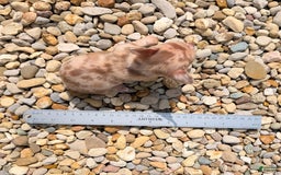 Chihuahua dogs for sale: Chihuahua 5 puppies - Image 15
