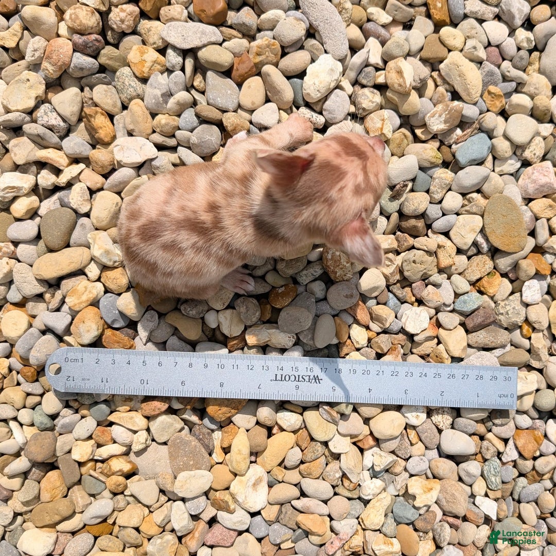 Chihuahua dogs for sale: Chihuahua 5 puppies - Image 15
