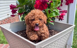 Miniature Poodle dogs for sale: Morgan - Image 2