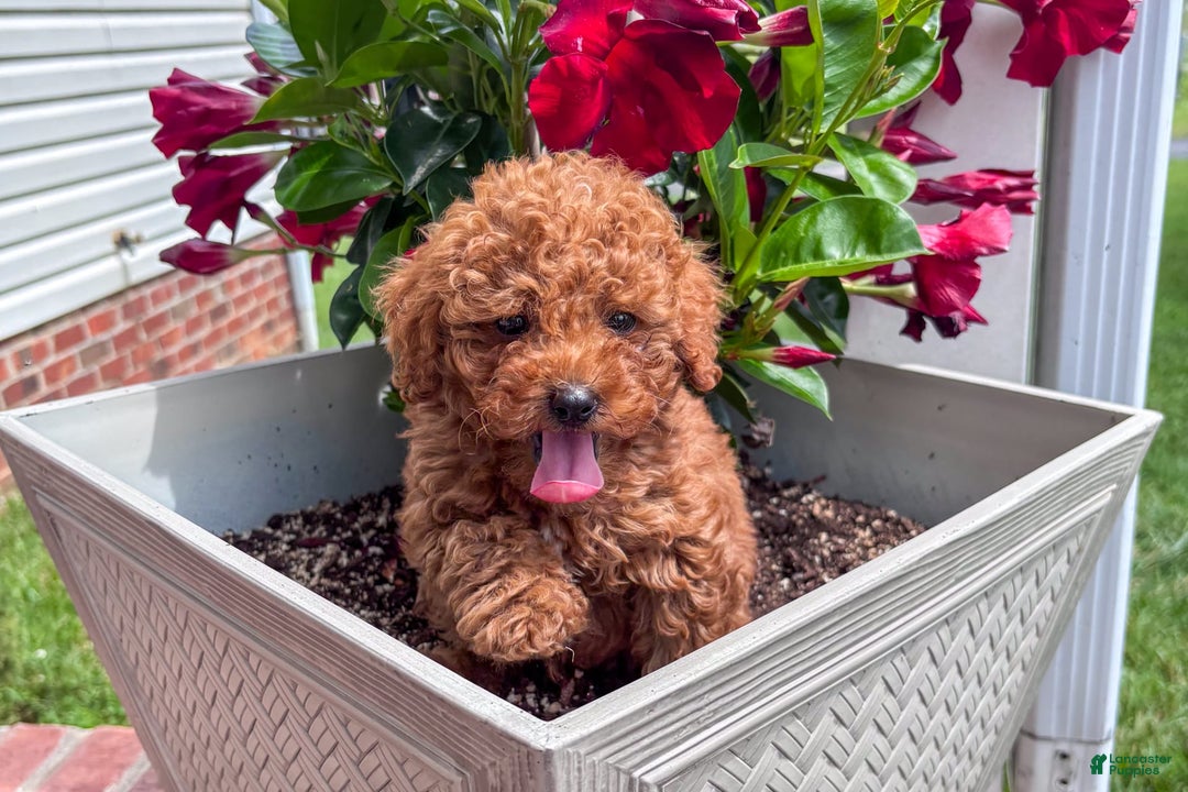 Miniature Poodle dogs for sale: Morgan - Image 2