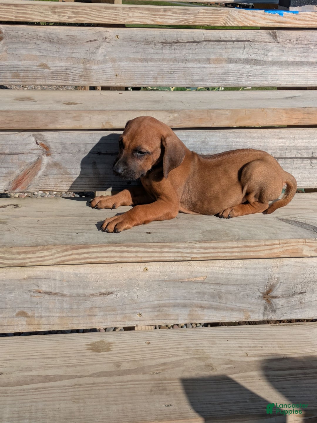 Rhodesian Ridgeback dogs for sale: Rocky - Image 1