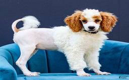 Standard Poodle dogs for sale: Rainay - Image 3