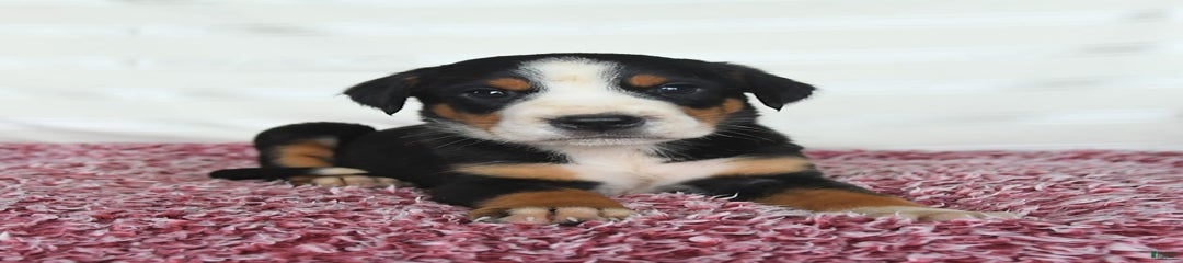 Harley