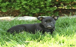 Belgian Malinois dogs for sale: Luna - Image 5