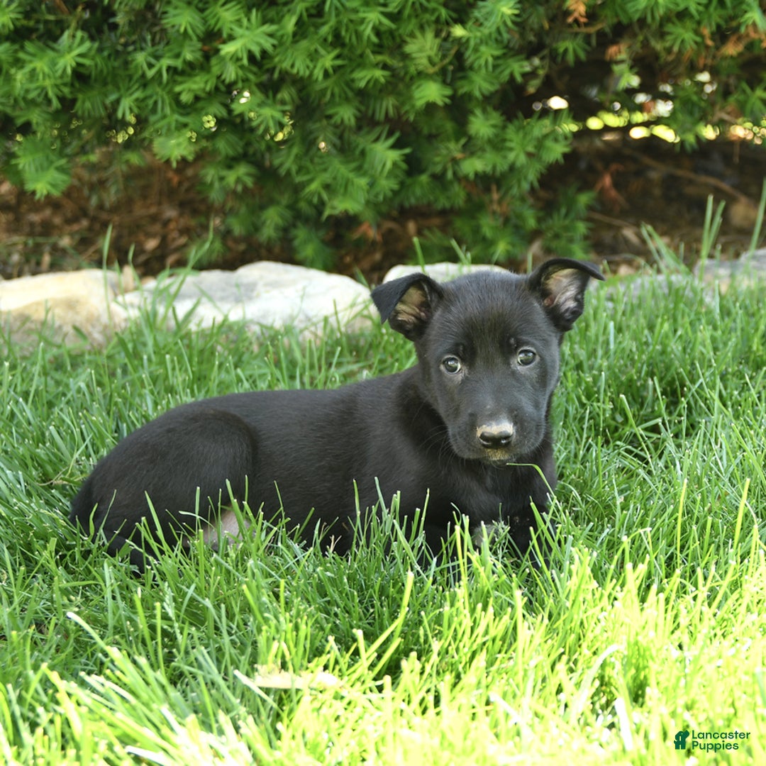Belgian Malinois dogs for sale: Luna - Image 5
