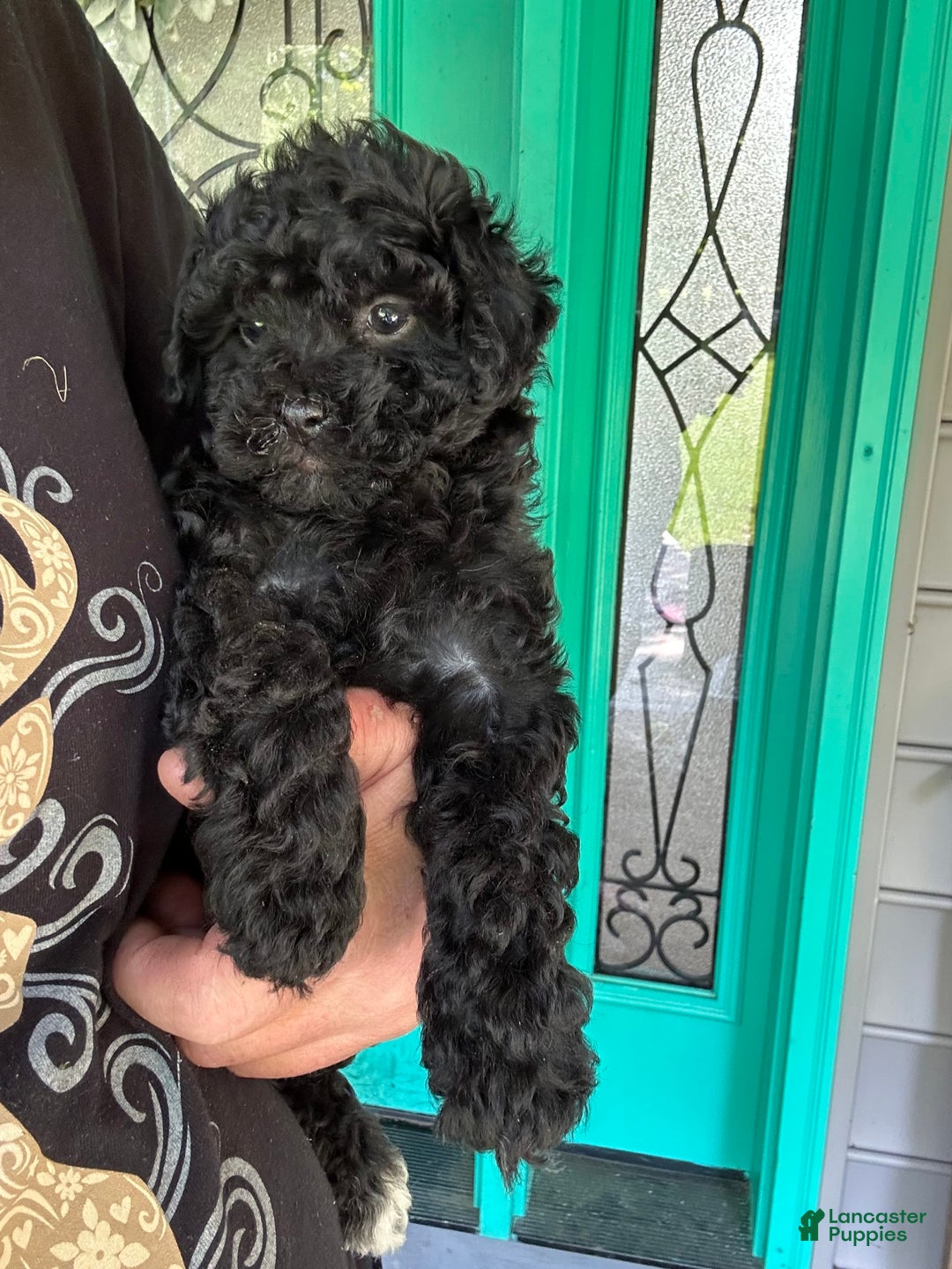 Cavapoo dogs for sale: Bailey - Image 6