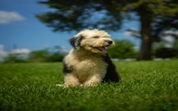 Old English Sheepdog dogs for sale: Fluffy - Image 5