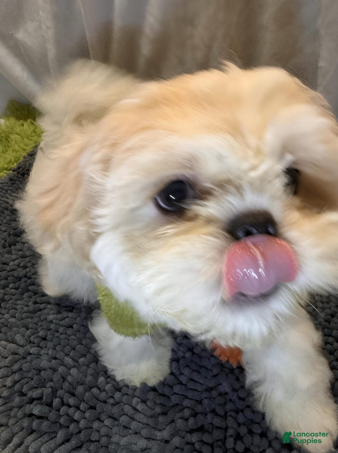Shih Tzu dogs for sale: Maverick - Image 7