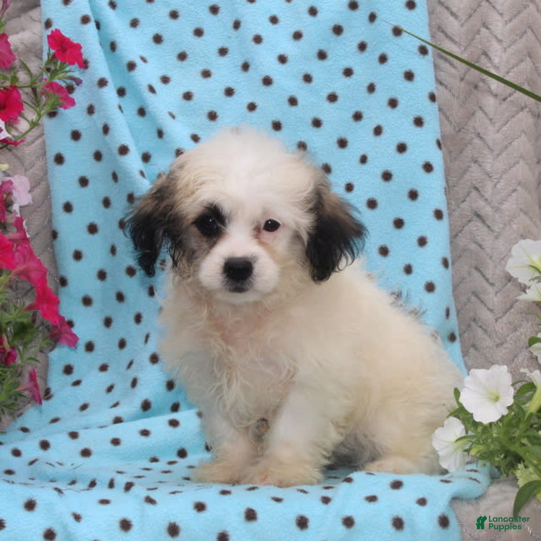 Teddy Bear dogs for sale: Daisy - Image 1