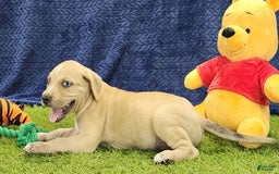 Catahoula Leopard Dog dogs for sale: Tess 2025 Male 1 - Image 3