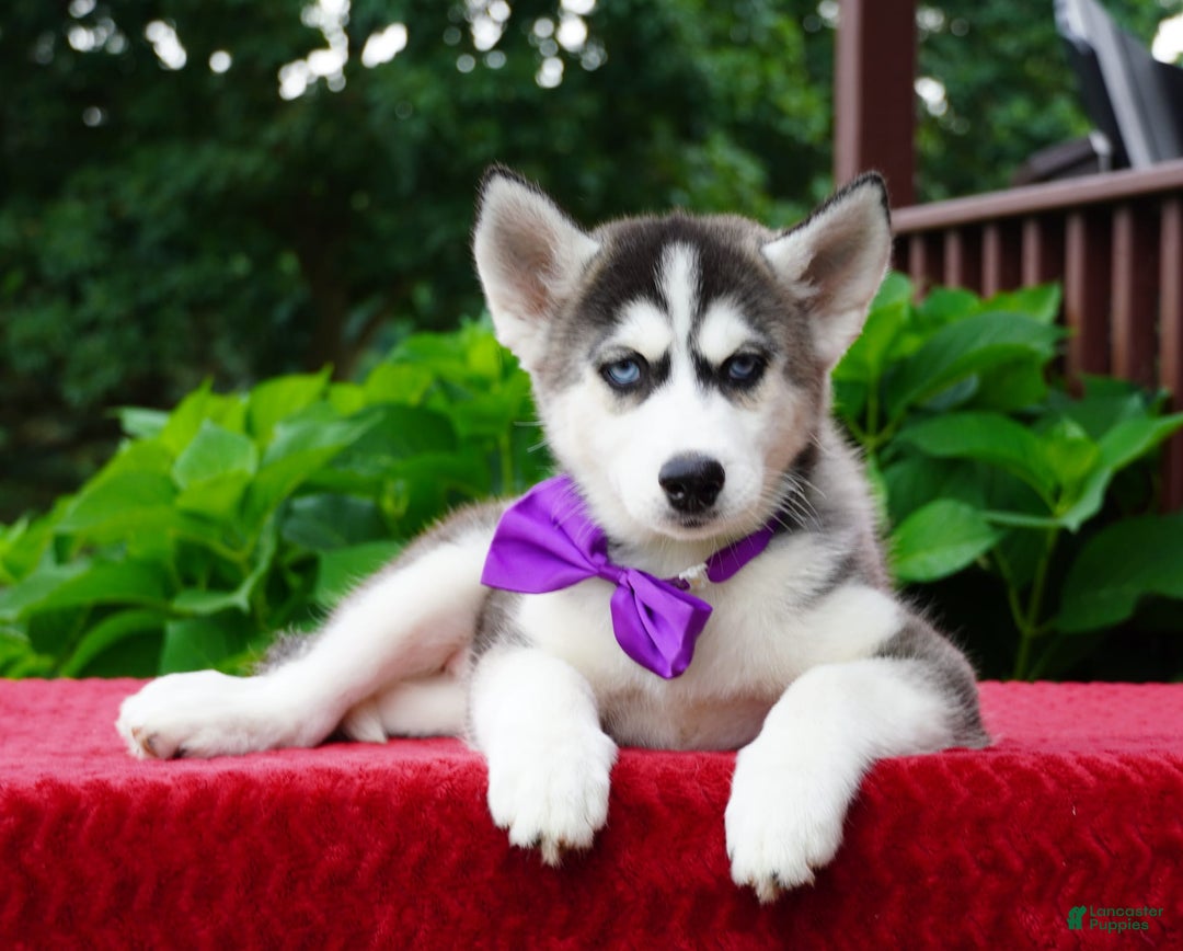 Siberian Husky dogs for sale: Stella - Image 6