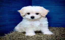 Shihpoo dogs for sale: Cedric - Image 14