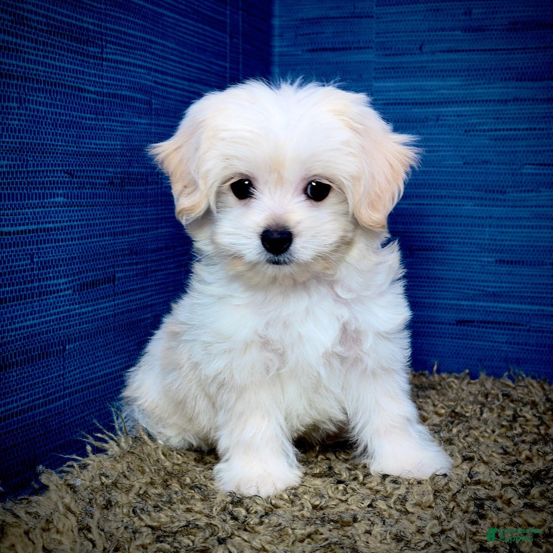 Shihpoo dogs for sale: Cedric - Image 14