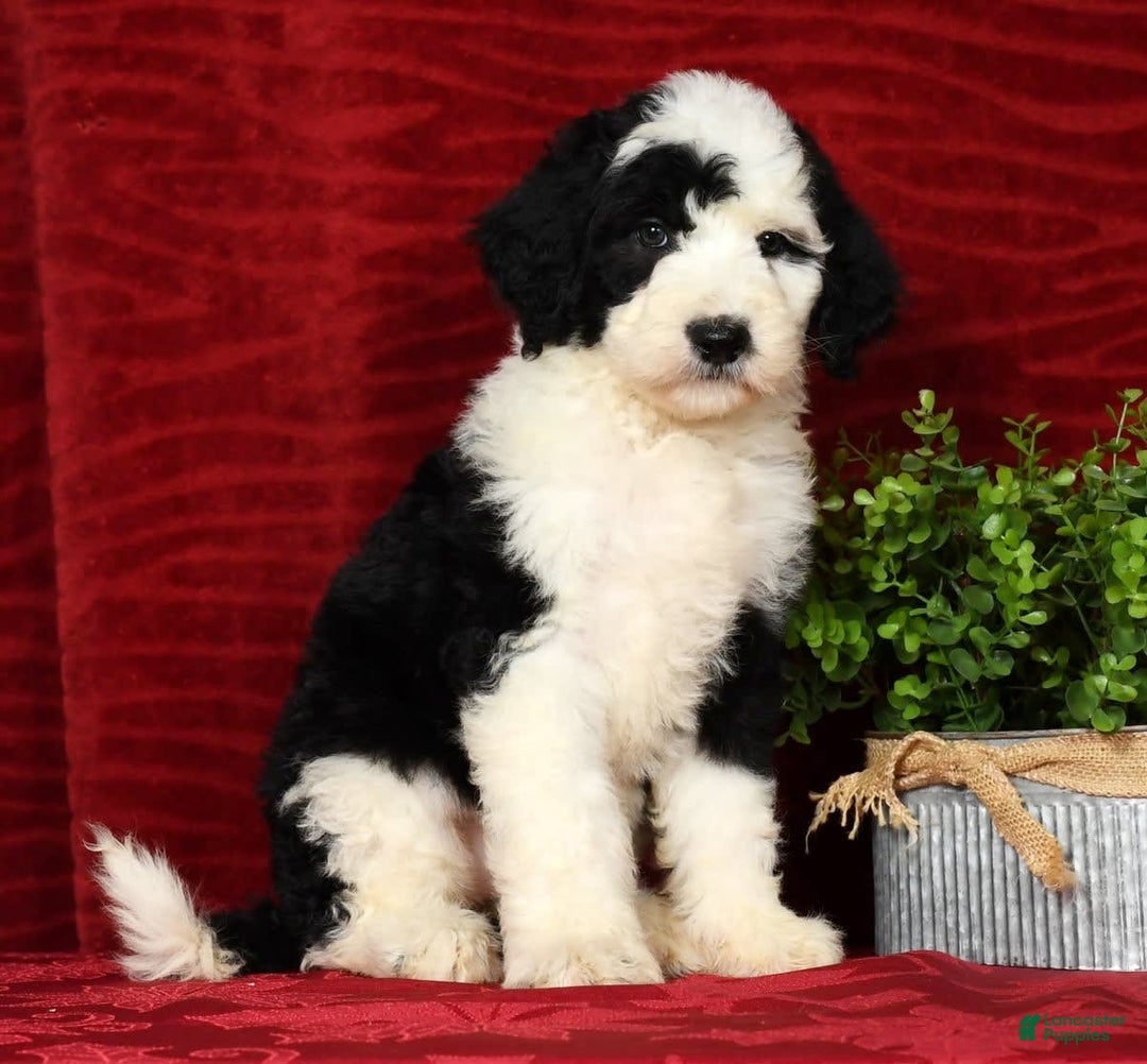 Sheepadoodle dogs for sale: Tulip - Image 2