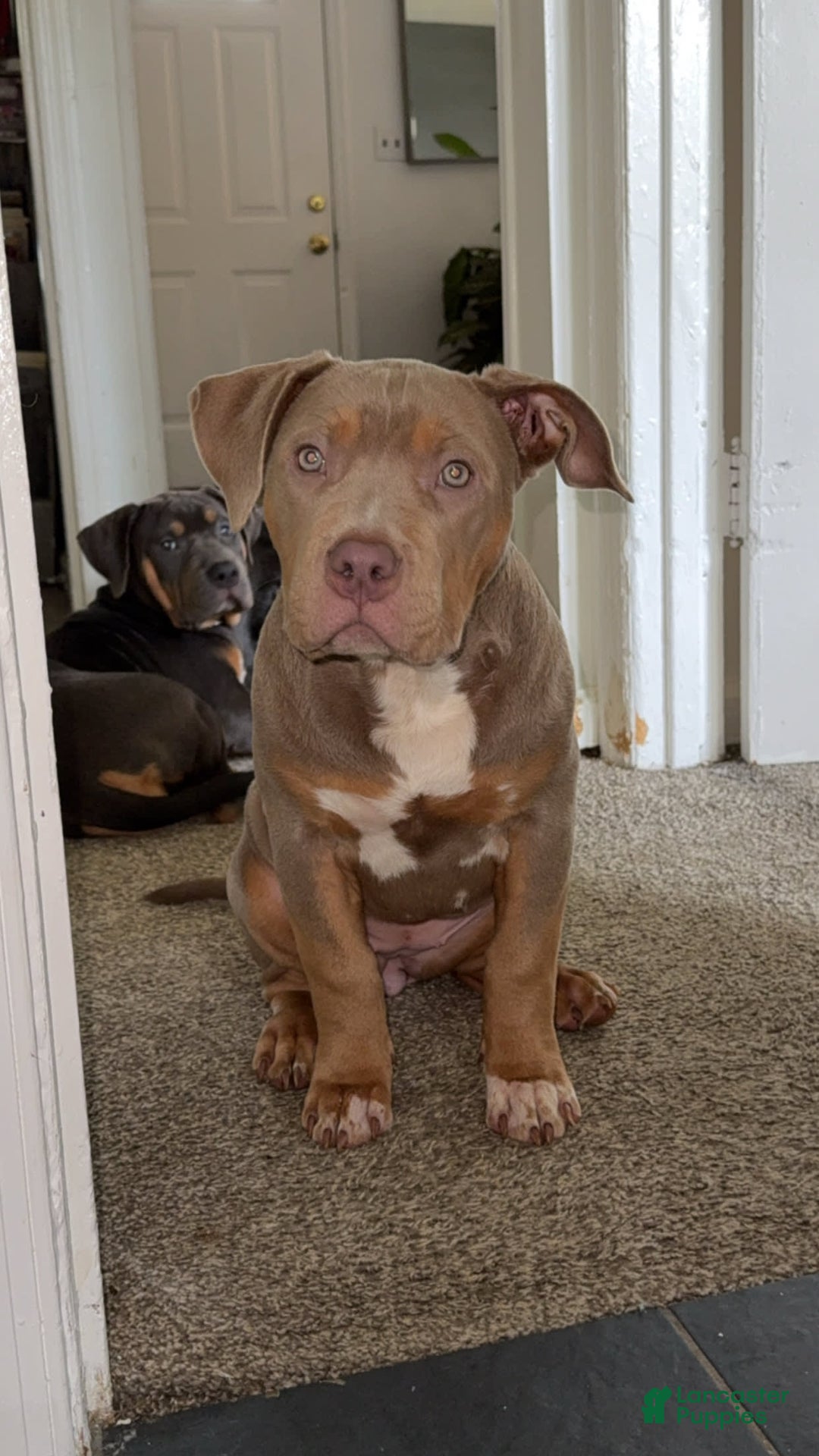 American Bully dogs for sale: Diamond - Image 14
