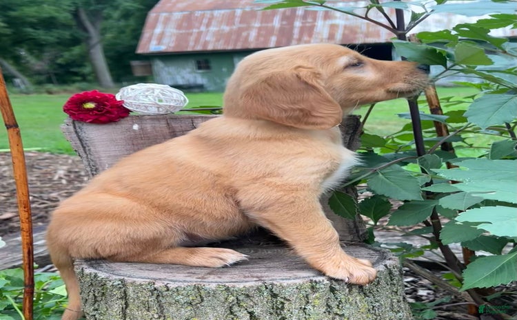 Golden Retriever dogs for sale - Ad 2