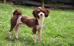 Cockapoo dogs for sale: Bruno - Image 12