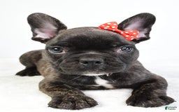 French Bulldog dogs for sale: Archie - Image 4