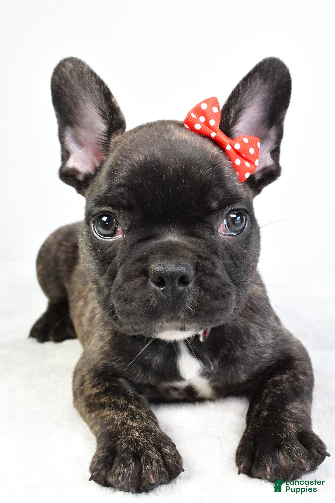 French Bulldog dogs for sale: Archie - Image 4