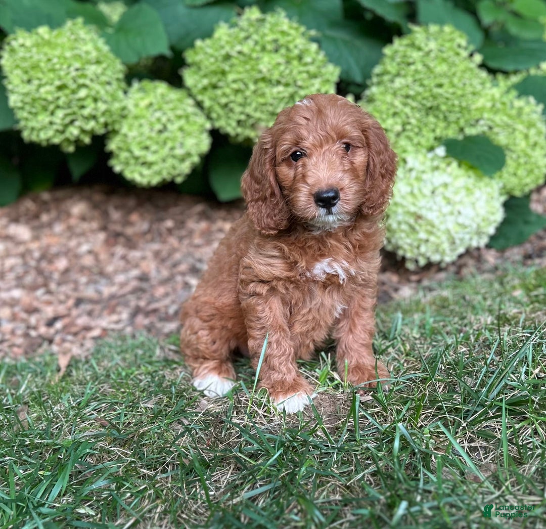 Mini Goldendoodle dogs for sale: Buddy - Image 2
