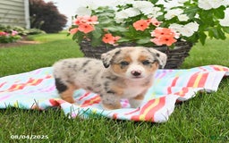 Welsh Corgi Pembroke dogs for sale: Toby - Image 4