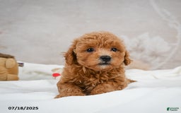 Bichpoo dogs for sale: Devon - Image 4