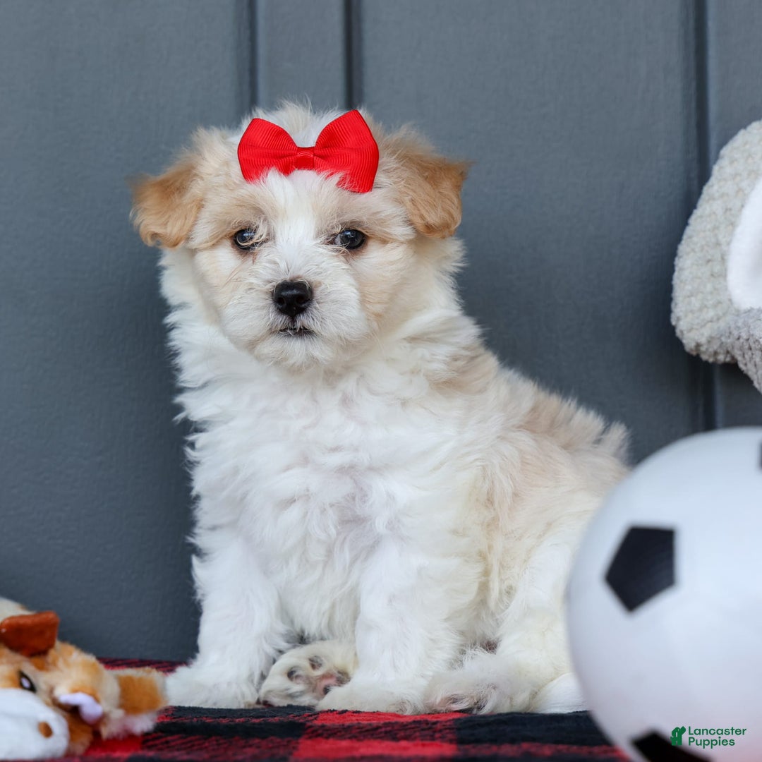 Maltipoo dogs for sale: Rubble - Image 7