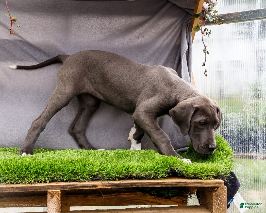 Great Dane dogs for sale: Molly - Image 8