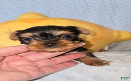 Yorkshire Terrier dogs for sale: Tt - Image 10