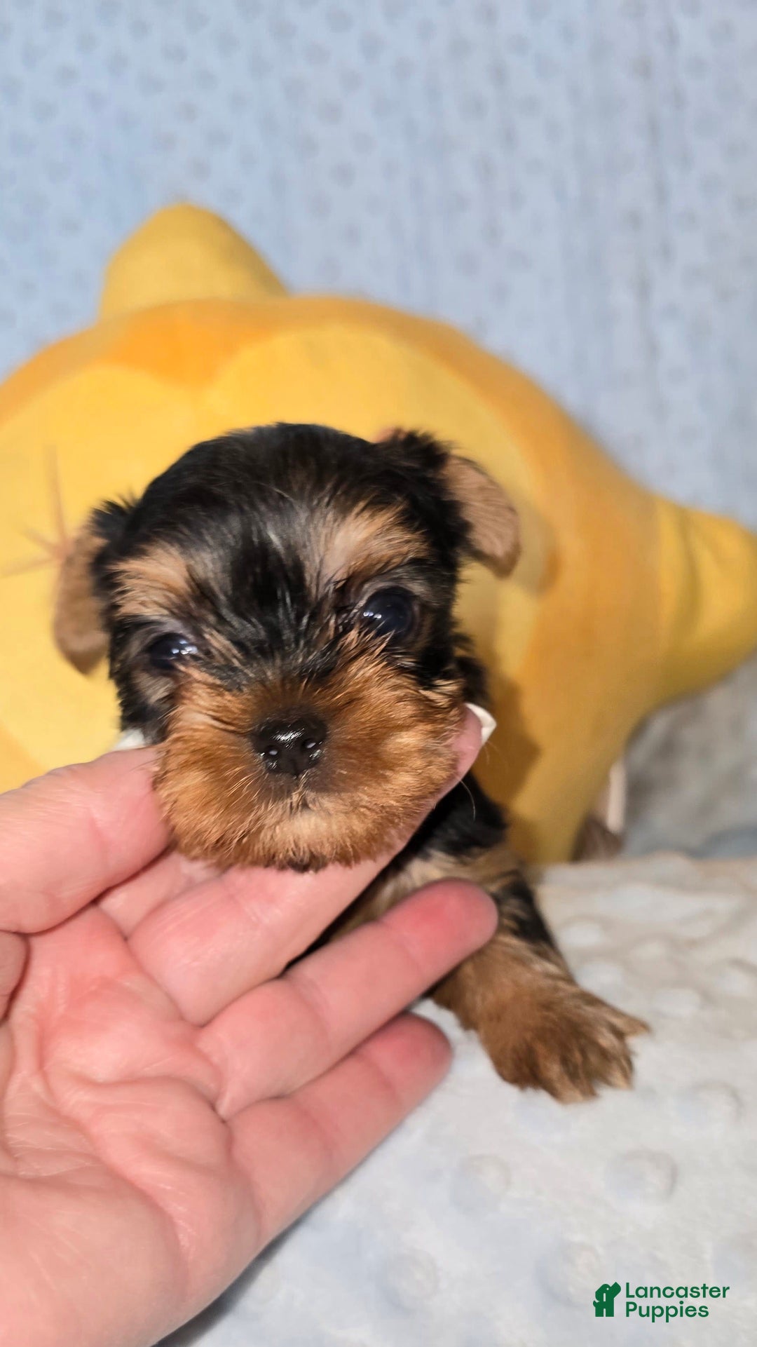 Yorkshire Terrier dogs for sale: Tt - Image 10
