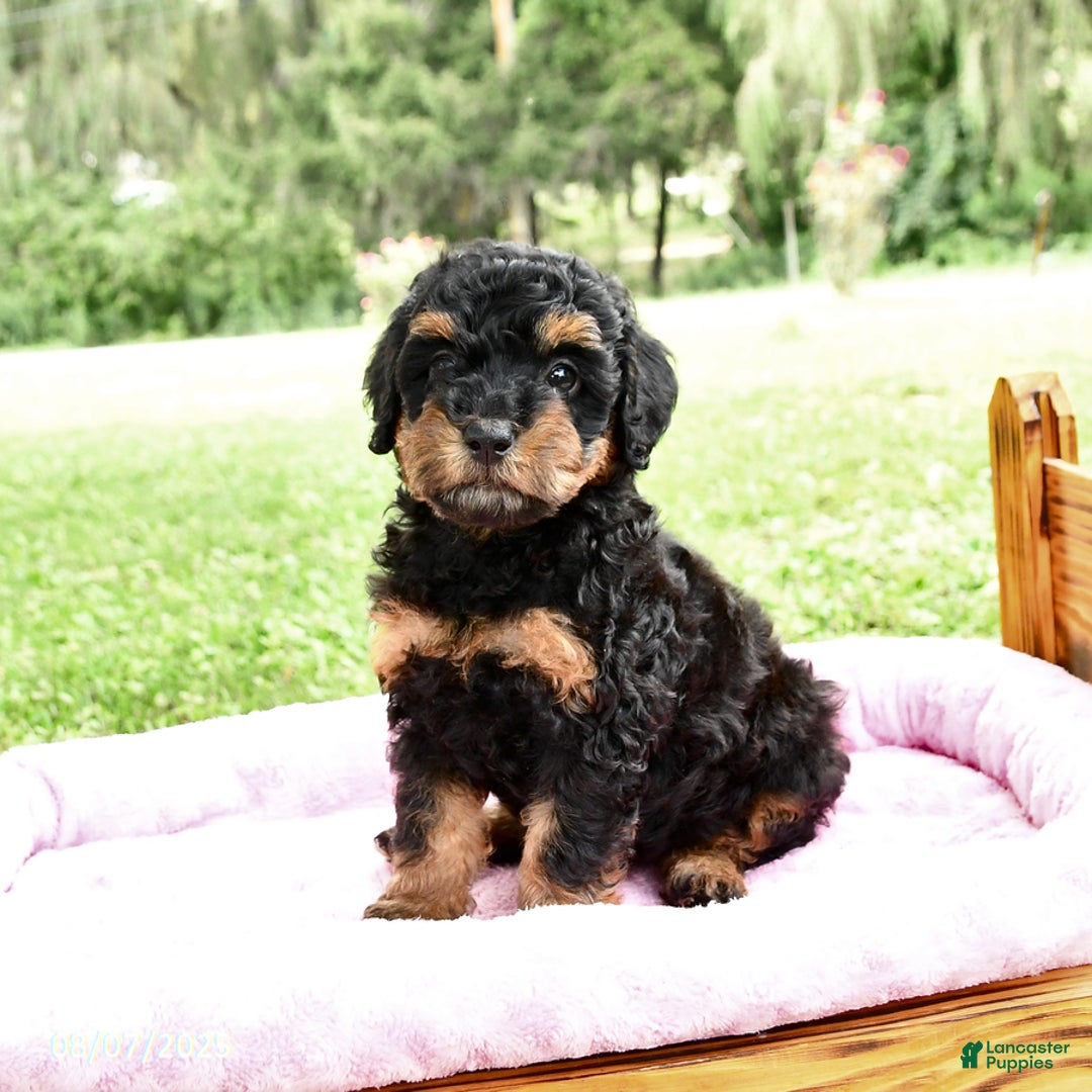 Miniature Poodle dogs for sale: Elsa - Image 2