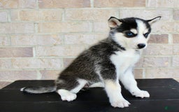 Siberian Husky dogs for sale: Aria - Image 6