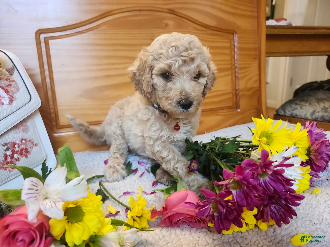 Standard Poodle dogs for sale: Bubbles - Image 1