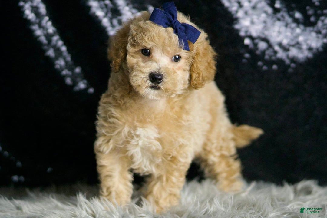 Maltipoo dogs for sale: Captain - Image 3
