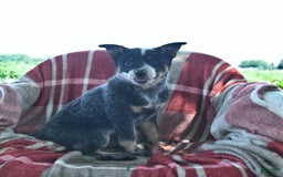 Australian Cattle Dog dogs for sale: Pearl - Image 3