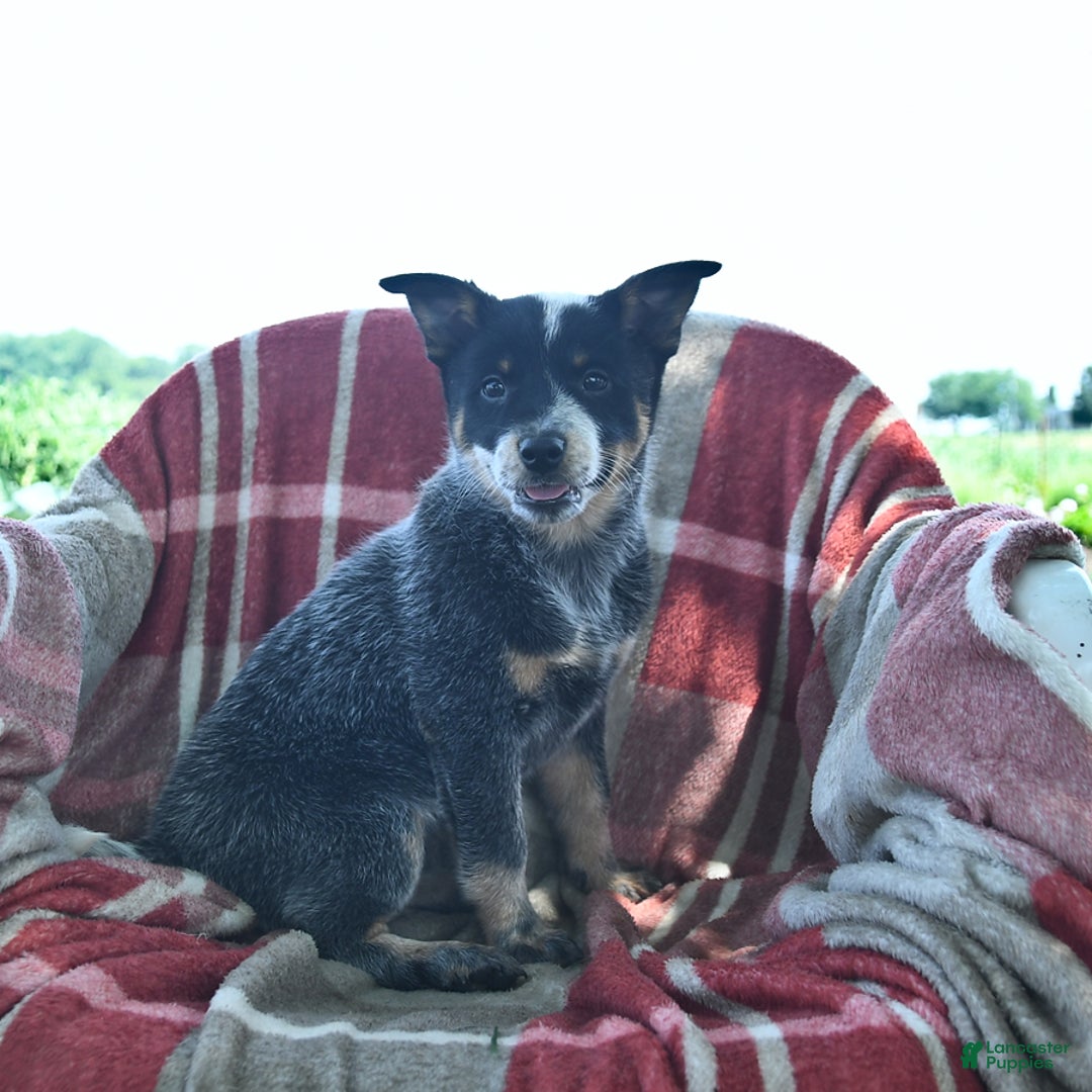 Australian Cattle Dog dogs for sale: Pearl - Image 3