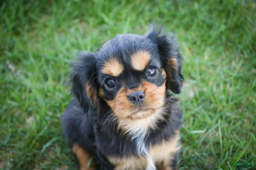 Cavalier King Charles Spaniel dogs for sale: Pluto - Image 14