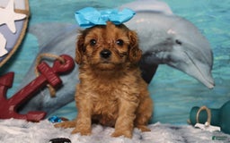 Cavapoo dogs for sale: Phoenix - Image 47