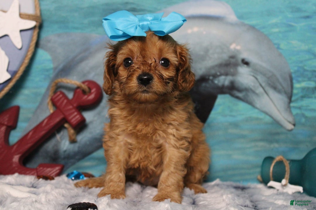 Cavapoo dogs for sale: Phoenix - Image 47